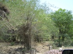 526027042008(32).JPG