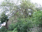 1047235-forest-rockout-crops-b.gif