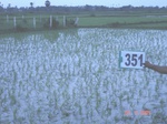 132590351a-irrigated-supplemental-tank-rice.gif