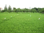 15744IMG_4832.JPG