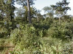 12171GT168_Savannah.JPG