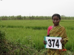 133350374b-irrigated-supplemental-groundwater-mixedcrop-rice-dominant-sugarcane.gif