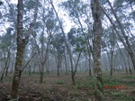 52881CIMG4966_调整大小.JPG