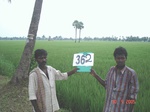 132940362c-irrigated-canal-rice-doublecrop-tripplecrop-greengram-blackgram.gif