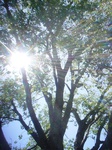 8743sun_cottonwood.JPG