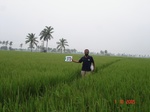 133290372c-irrigated-canal-rice-doublecrop.gif
