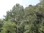 49547CIMG5884.JPG