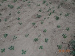 52182Tank ID 1800138 Kannamedi 4.JPG