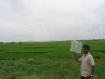 9815gt0117a-cultivated-irrigaated-rice-krishna-srisailam.gif