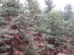 8486IMG_0311.JPG