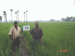 133220370d-irrigated-canal-rice-doublecrop.gif