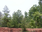 34632RIMG0099.JPG