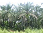 33691RIMG0309.JPG