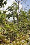 43659pic2.jpg