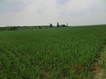 53936CIMG3813.JPG