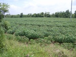 33466RIMG0206.JPG