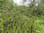 50269DSC02071.JPG