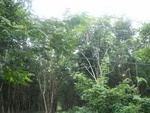 33727RIMG0345.JPG