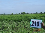 127550210a-rainfed-agriculture-mixedcrop-cotton-gram.gif