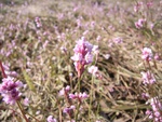 4543RIMG0003-1.JPG