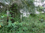 46435CIMG0724.JPG
