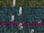 11577057-Irrigated (Surface water) maize-a.jpg