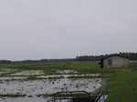 1172111-cropland-rice-a.jpg