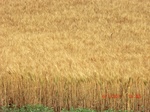 29463CIMG0757.JPG