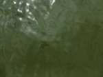 58297CIMG2745.JPG