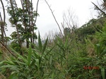 53364CIMG6659.JPG