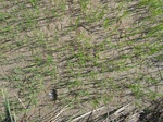 1803220091120_gt02b_Agriculture_Rice_Irrigated_Triple_Continous.JPG