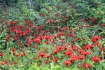 57867IMG_9522.JPG