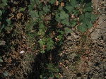 11604vp-055-Irrigated (Surface water) cotton-a.jpg