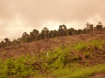 54881Berau (167).JPG