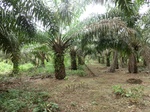 50724CIMG1353.JPG