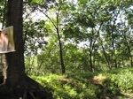 15422IMG_4288.JPG