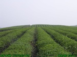 1198R0015048_tag.jpg