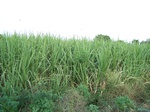514722042008(91).JPG