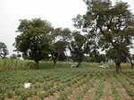 12251GT072_pepe_Trees.JPG