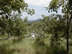 12191GT331_grazed_savannah_woodland.JPG