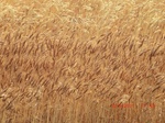 29902CIMG1456.JPG