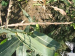 8175vp-060-Irrigated (Surface water) maize-a.jpg