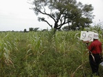 12094GT095_Cowpea_G_corn.JPG