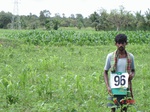6422096b-rainfed-agriculture-mixed-crop-groundnut-dominant-maize-sorghum-castrol.jpg
