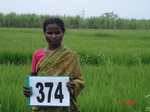 133360374c-irrigated-supplemental-groundwater-mixedcrop-rice-dominant-sugarcane.gif