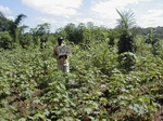 12045GT302_cotton_et_al.JPG