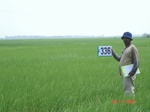 75130336b-irrigated-canal-rice.jpg