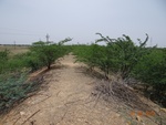 52174Tank ID 1800305 Basavanahalli.JPG