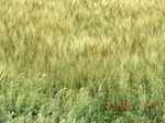 2012-08-30_11-29-33_CIMG0907.JPG