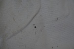 336IMG_3445.JPG